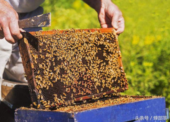 蜜蜂产生了新蜂王老蜂王怎么办,蜜蜂多的蜂王怎么养的活