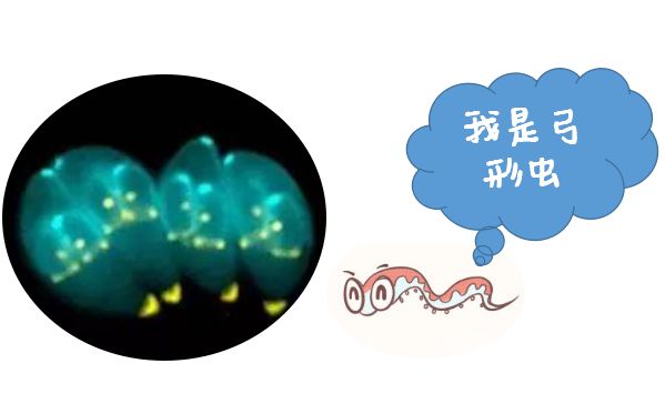 养着狗老婆怀孕了如何处理,怀孕了养宠物弓形虫怎么办