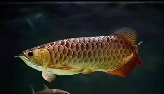 龙鱼怎么鉴别,龙鱼的特征都有哪些