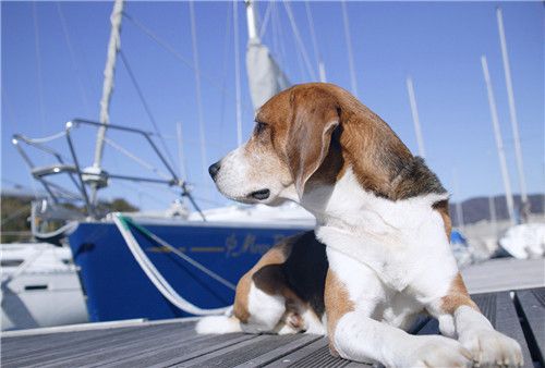 狗狗不喝水会得尿结石吗,狗狗尿结石不爱喝水怎么回事