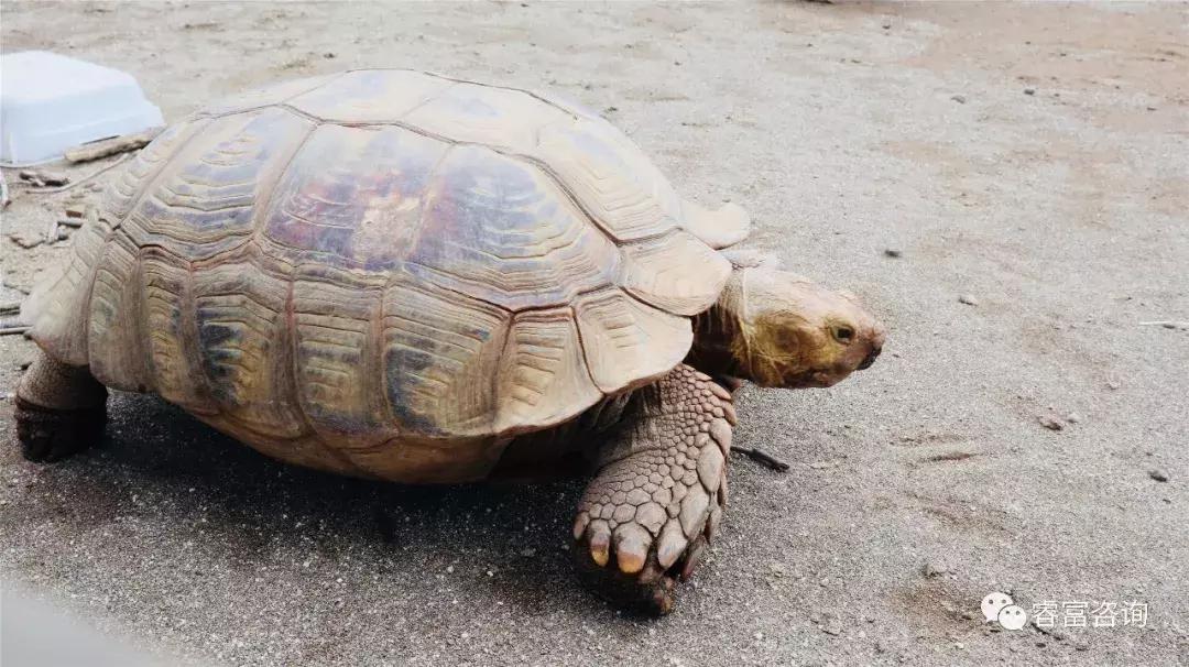 睿富文旅｜为纪念母亲和发展日本畜牧业而建的MotherFarm