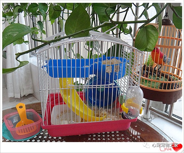 小仓鼠的故事大全视频,儿童睡前故事小仓鼠的故事