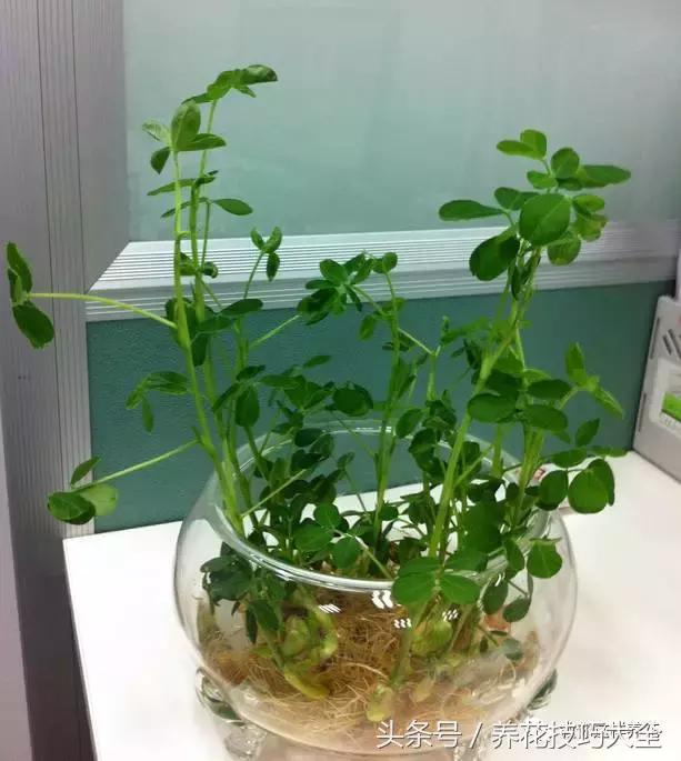 盆栽花生的变化,最好看的盆栽花生