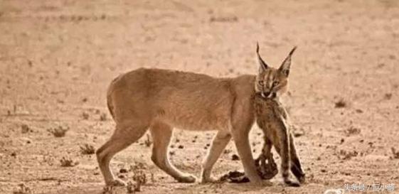 猫女和黑寡妇谁厉害,猫界天花板三大最强战力