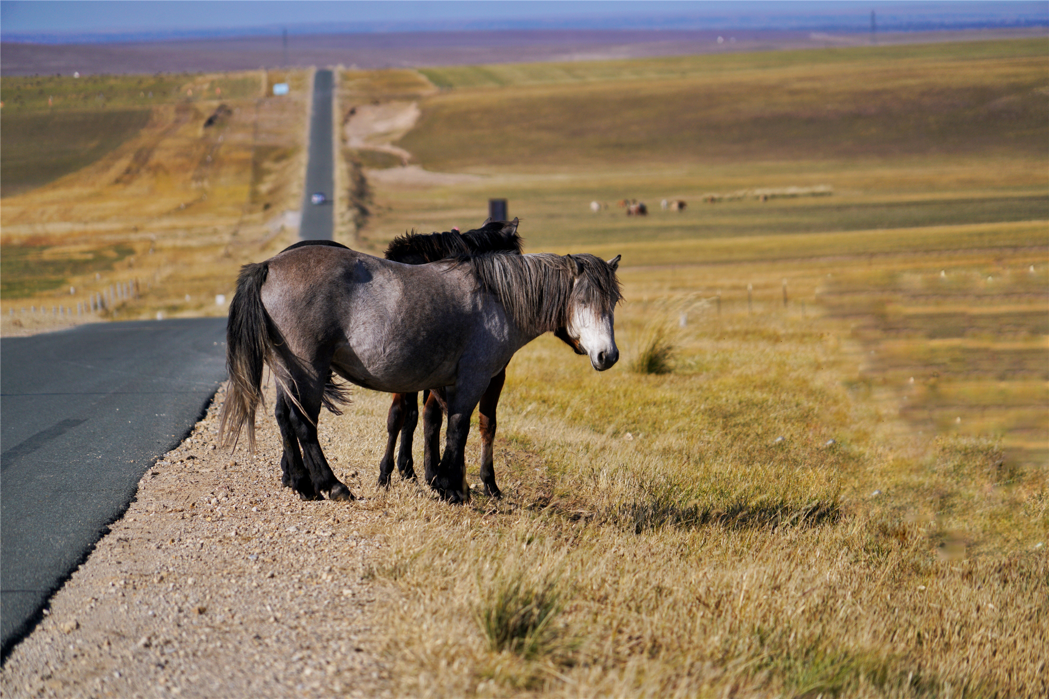 锡林郭勒大草原冬天旅游攻略,锡林郭勒大草原旅游攻略全部
