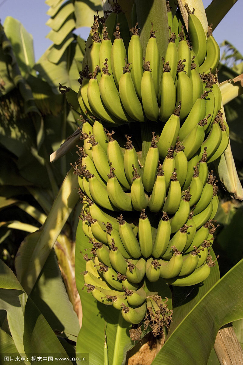 中药香蕉的克星,中药香蕉花