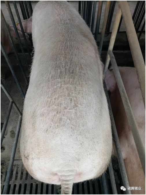 多拉菌素驱虫药效能维持多久,多拉菌素给羊驱虫效果好吗