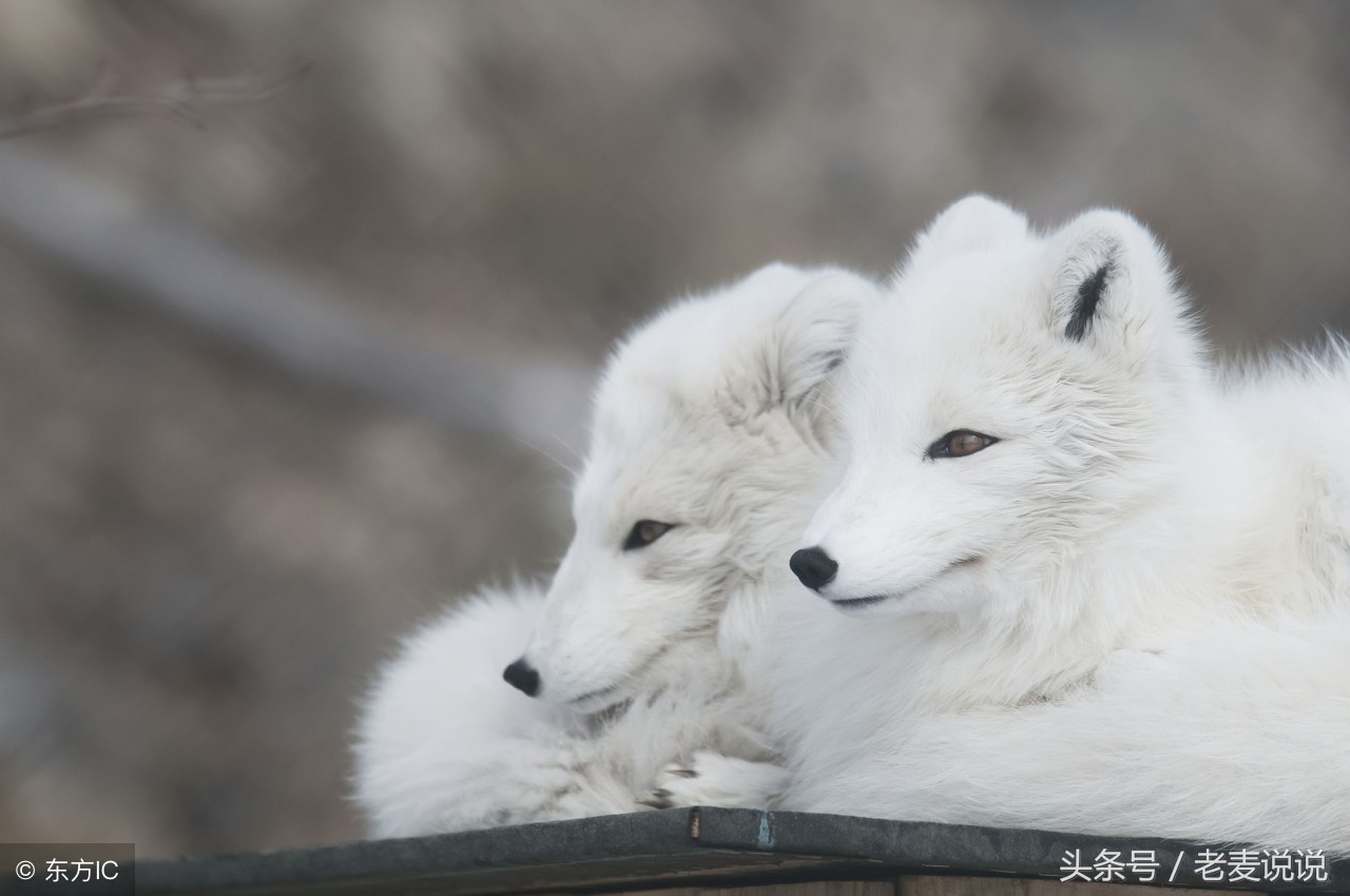 老麦说出马仙,老麦说说出马前症状