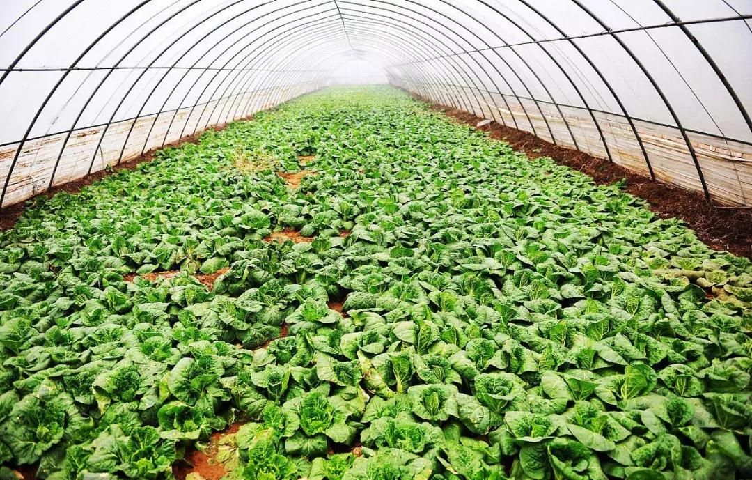 河南一年四季种植蔬菜时间表,内蒙古包头地区种植蔬菜的时间表