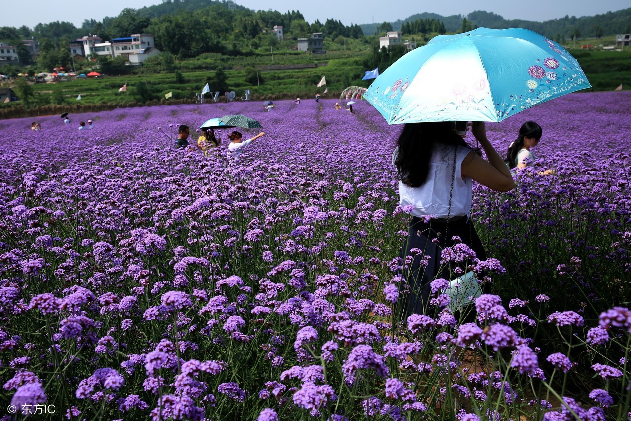 北京薰衣草庄园门头沟,北京薰衣草庄园