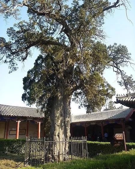 植物叶片黄化病怎么治疗,龙柏病害