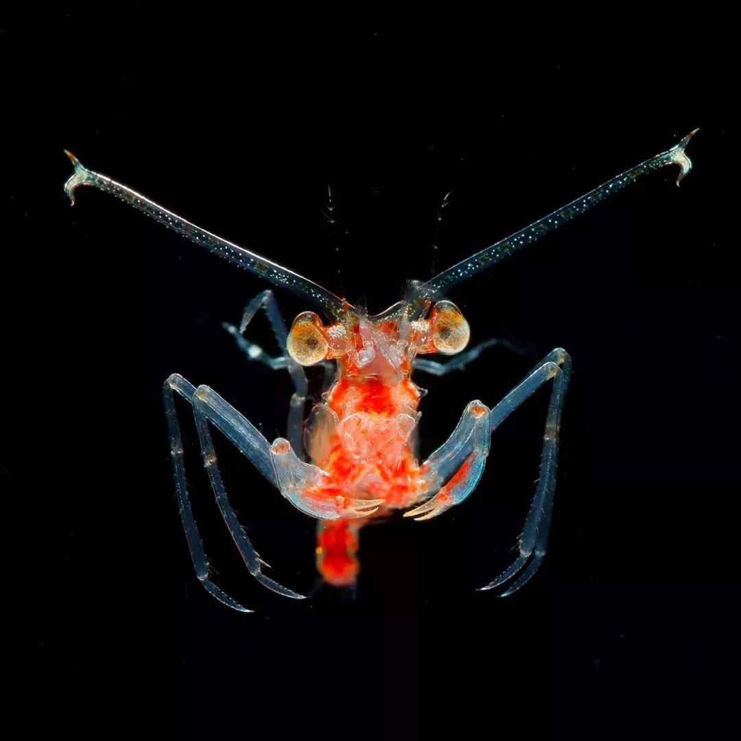 海洋探秘资料,海洋探秘鲨鱼