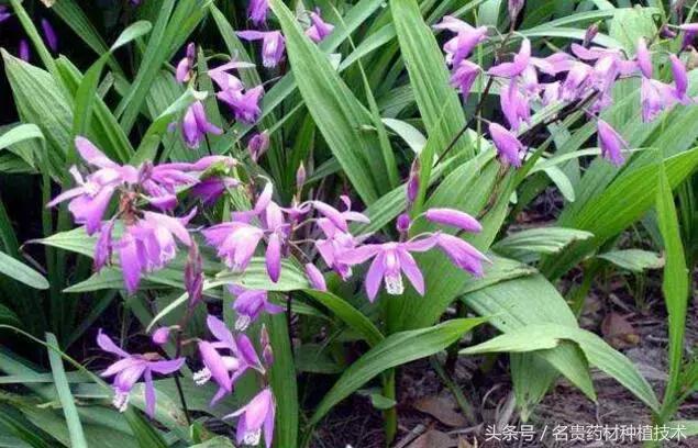 种植白芨能发家致富,野生白芨怎样种植成活率高