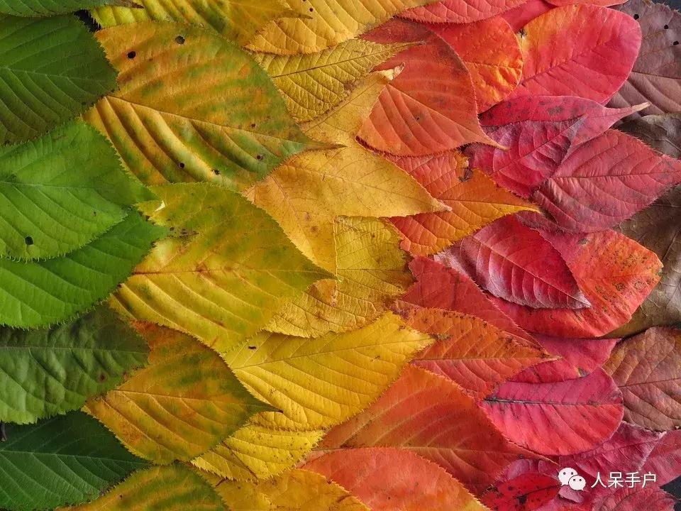 秋天到底是什么颜色的呢,秋天和秋雨是一种什么样的颜色