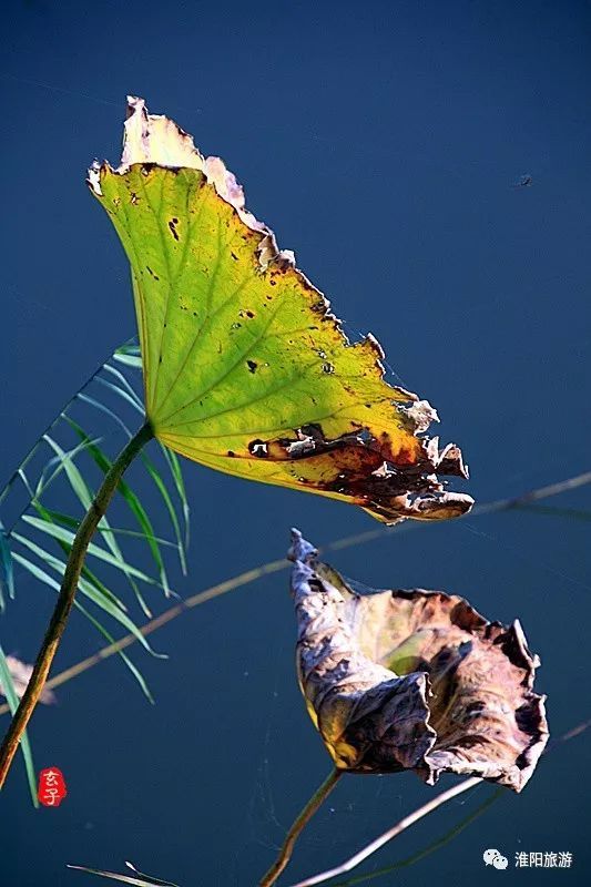 淮阳龙湖荷花盛景照片及描写,淮阳龙湖荷塘