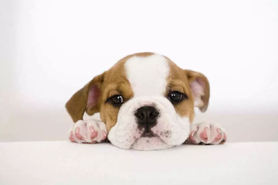 关于狗狗皮肤病治疗的视频,狗狗的皮肤病需要买什么