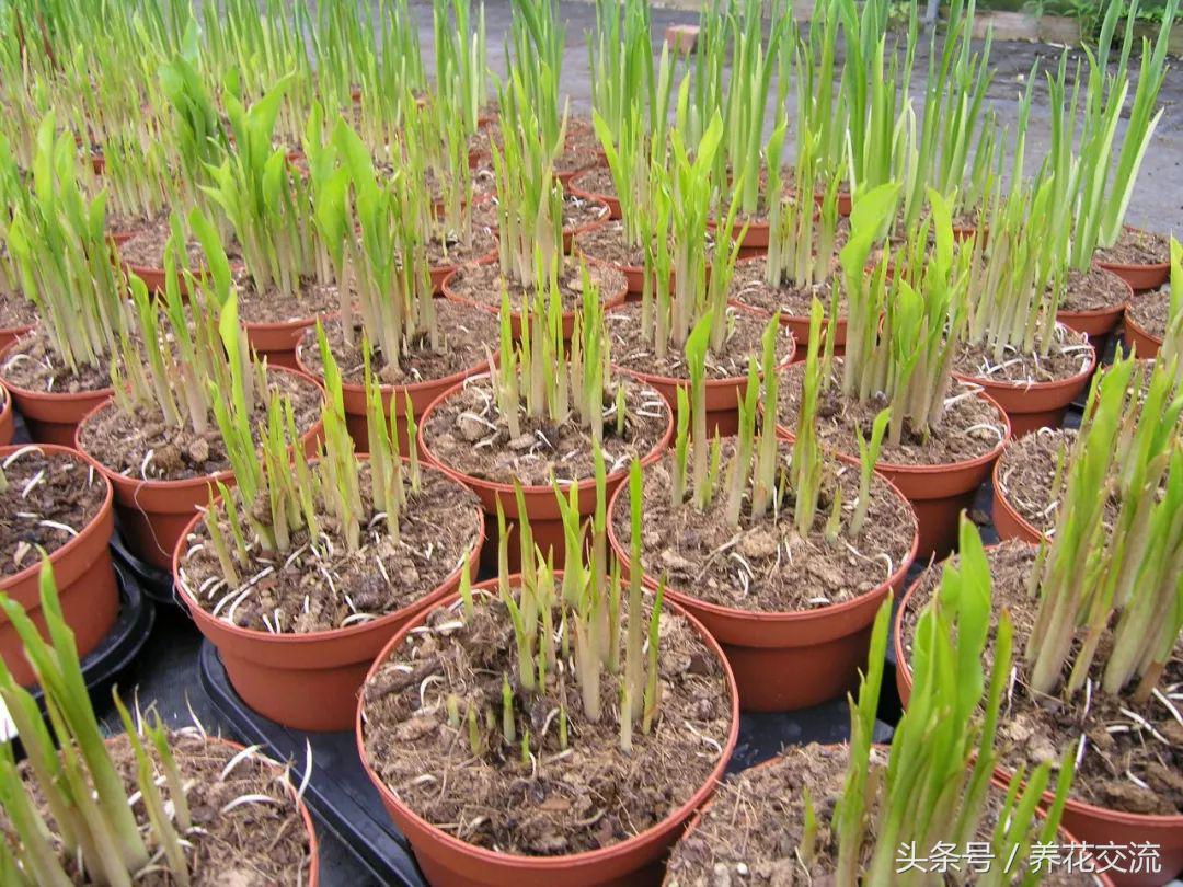 马蹄莲应该用什么样的花盆里养,盆栽马蹄莲怎么养才能开花多