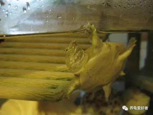 人工饲养的甲鱼野外能存活么,乌龟与小甲鱼能在一起饲养吗