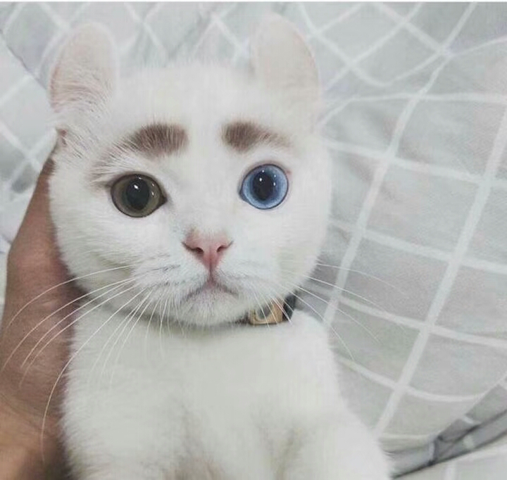 大学穿高仿的多吗,穿高仿衣服的人是什么心态