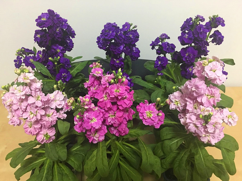 秋播千粒种秋收,秋播一粒种春开万朵花