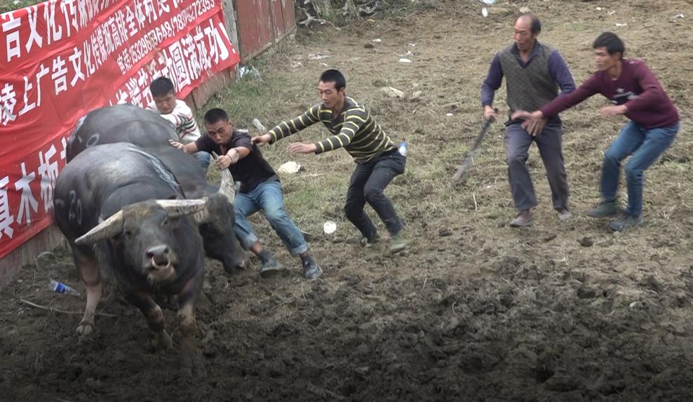 前呼后拥！777号“霸王龙”不负众望笑傲丹寨高排