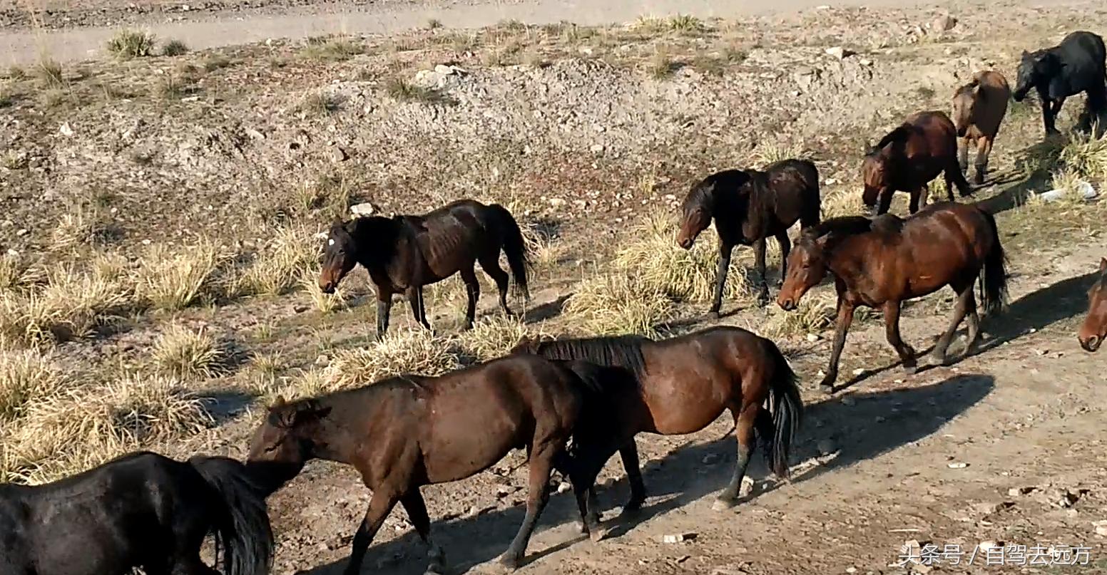 灞变腹鐗ф皯楠戦┈,灞变腹楠戦┈鐗ф皯