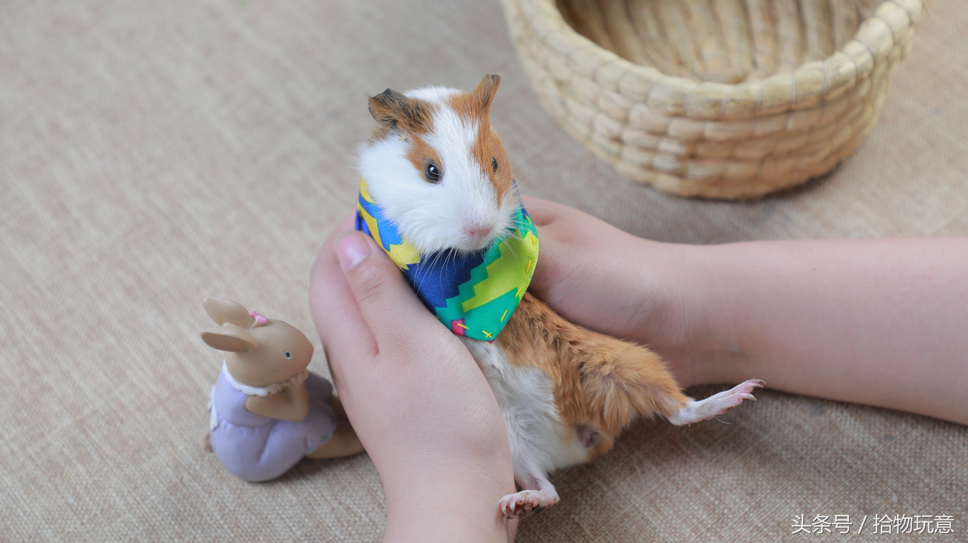 自制围脖宠物,自制宠物三角巾围脖