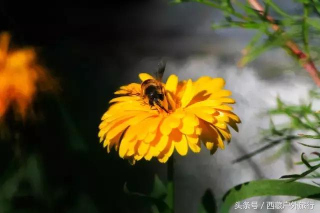 拉萨旅游攻略必去景点大全,拉萨旅游景点推荐及攻略