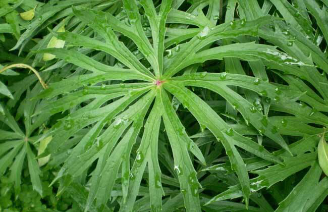 兔儿伞的功效,兔儿伞根图片