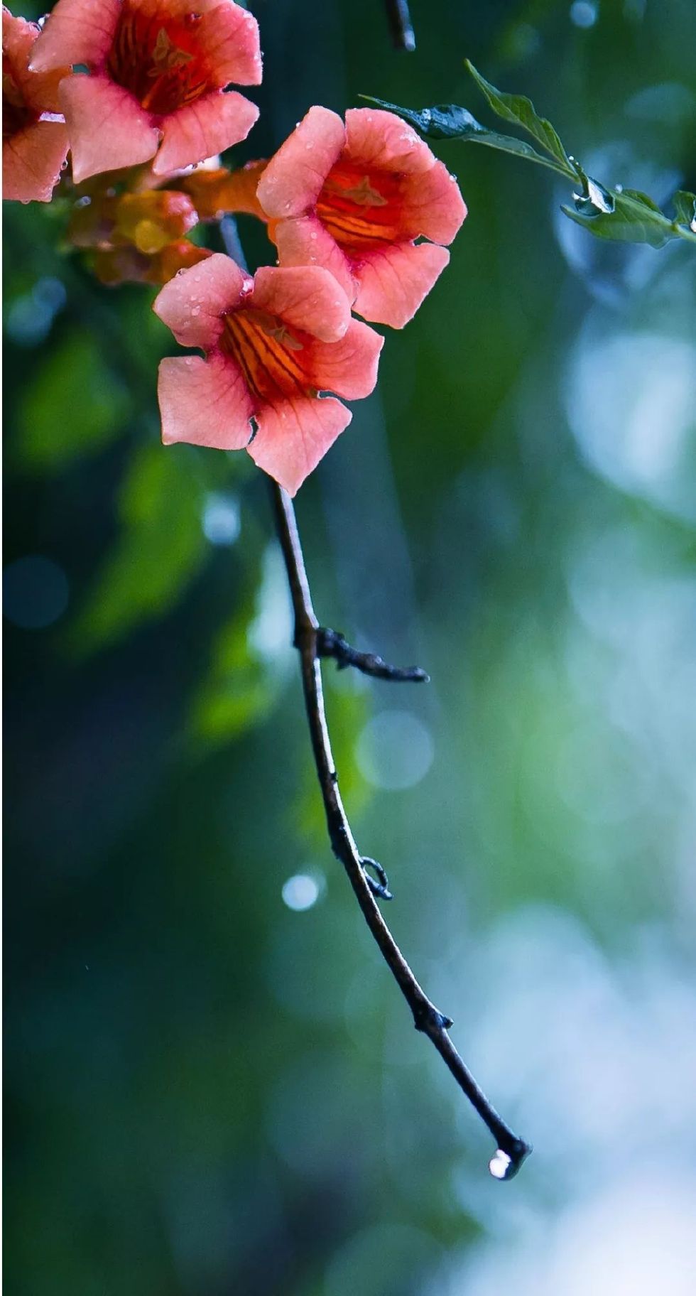 古有“九雅”，忘忧释怀丨私享·仿古