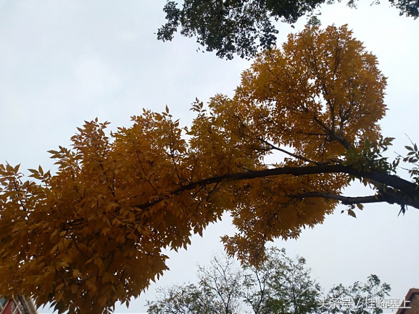 银川人民广场西门口,银川人民广场梧桐树