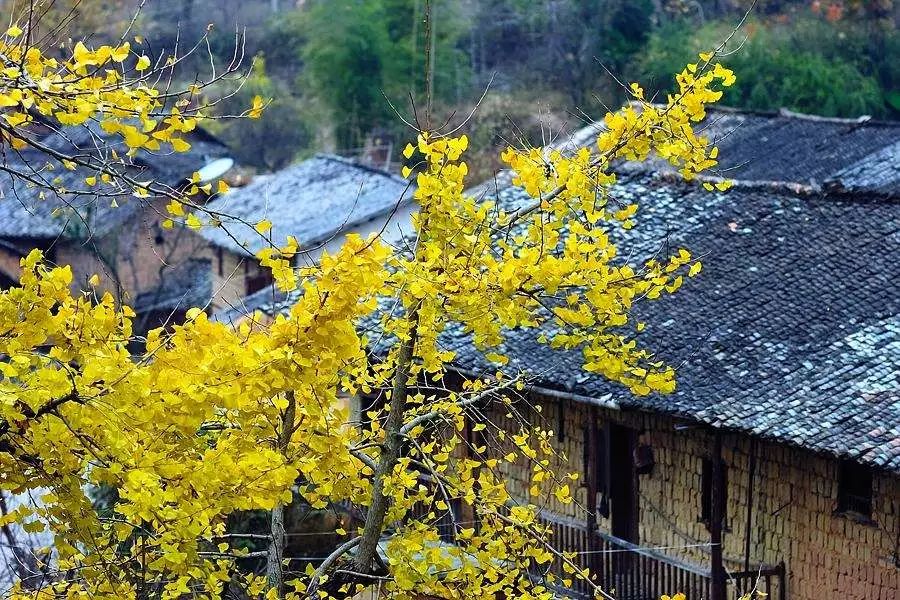 秋在广东很珍贵，若不细心寻找，它便静静地离开了