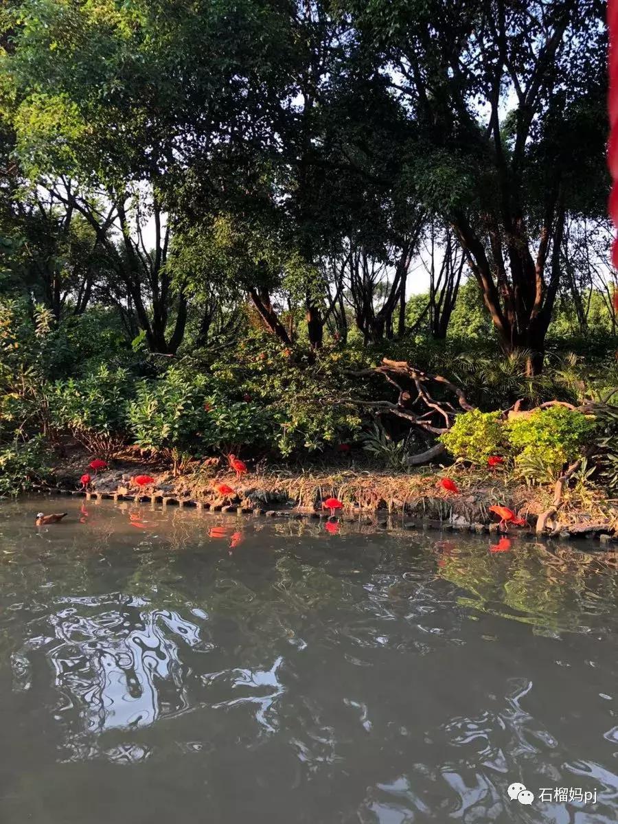 骞垮窞闀块殕椋為笩涔愬洯绁ㄤ环,闀块殕椋為笩涔愬洯灏忓绁ㄤ环