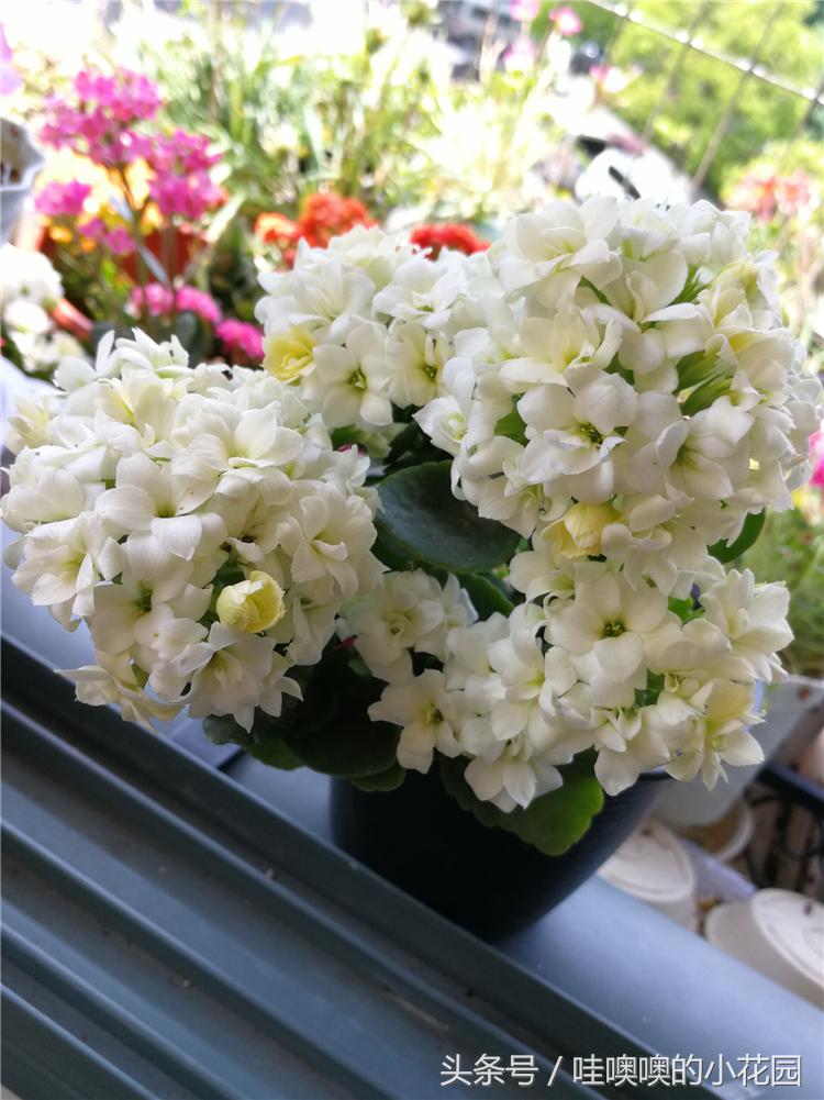 长寿花花后修剪了导致枯萎,长寿花花开谢了怎么剪掉