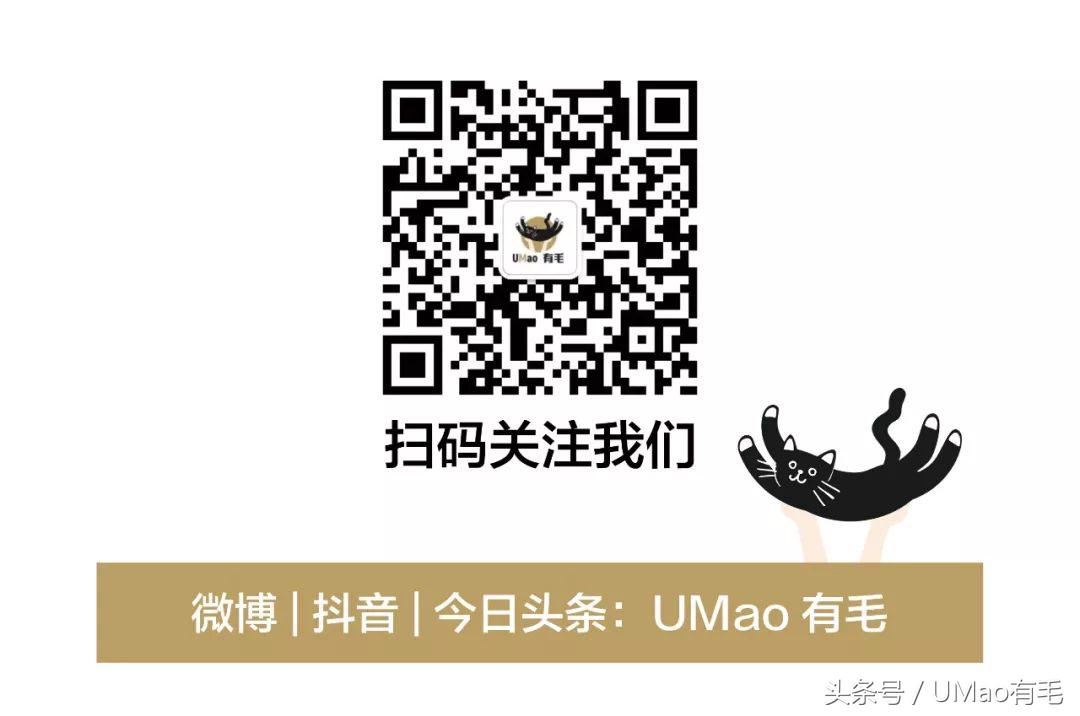 养猫人才懂的8大迷惑事件,养猫被忽悠的那些事