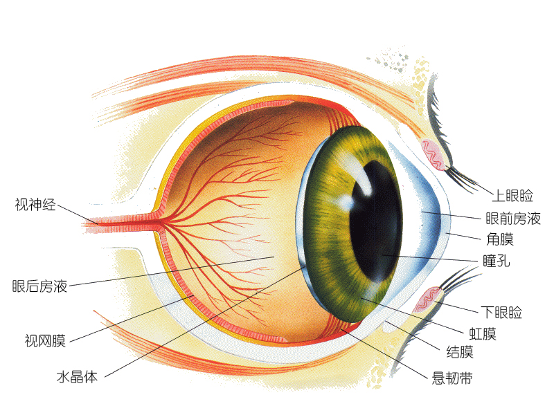 关于猫咪眼睛的小常识,关于猫咪眼睛的5个小秘密