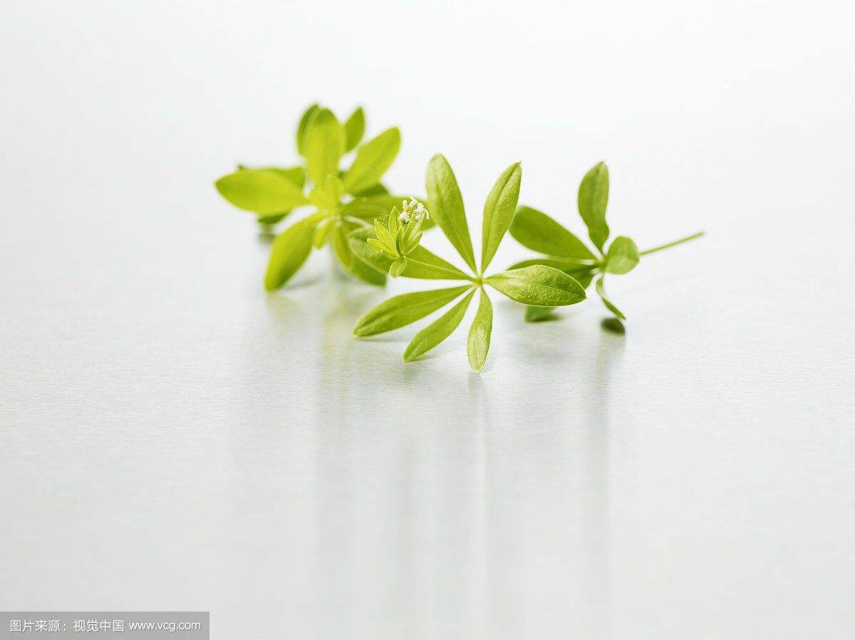 中药材茜草种植方法,中药材茜草视频