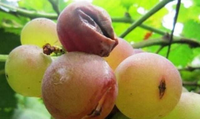 葡萄怎么买甜,葡萄怎么买新鲜的