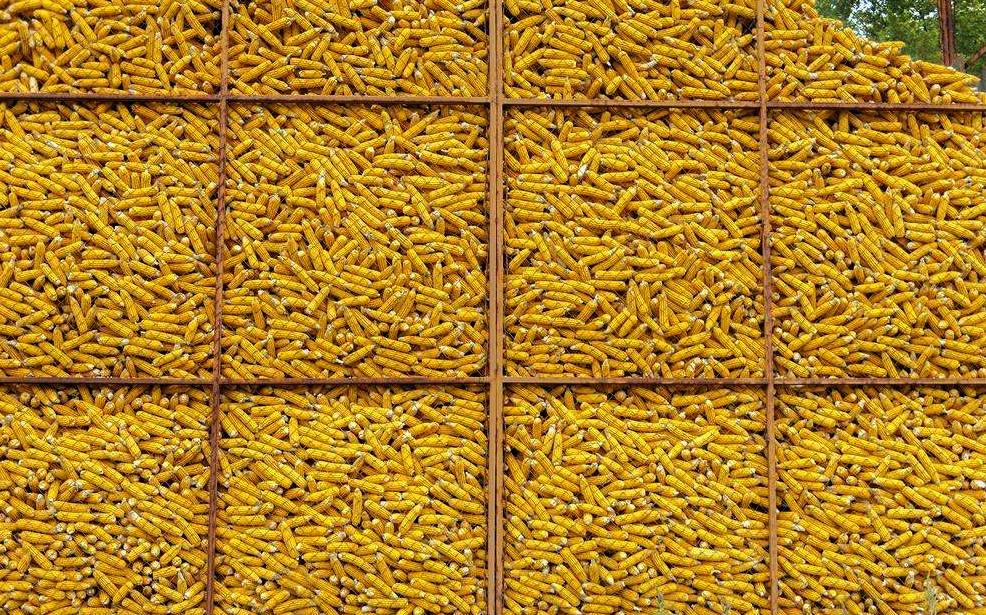 玉米收回来了该怎么储藏,玉米收割后怎么储存