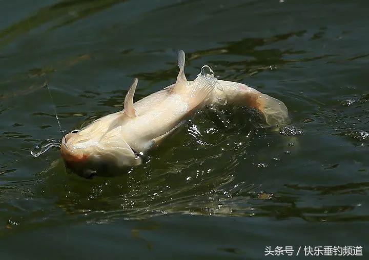 单钩通线怎么浮钓草鱼,野钓鲤鱼草鱼用几号钩线