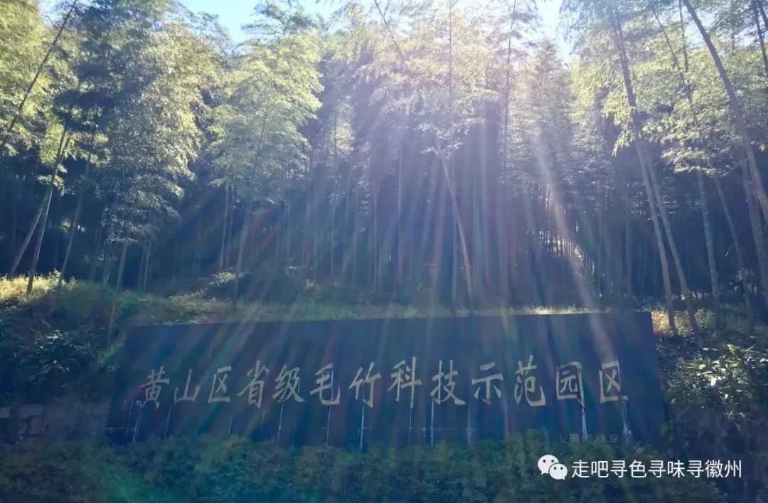 竹海扬波，溪山飞瀑｜心花开放在幽篁里