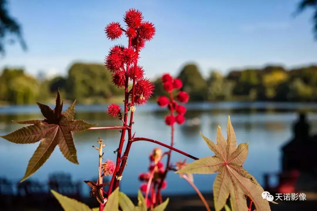 徕卡cl无反相机深度测评,徕卡cl相机无反怎么样