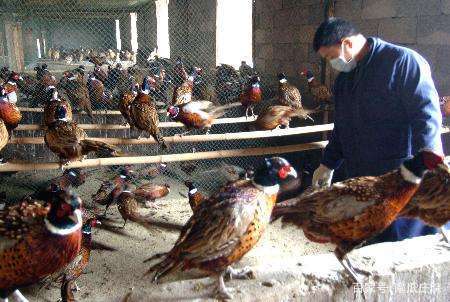 在老挝农村做种植养殖什么最赚钱,养殖小项目农村养殖什么比较靠谱