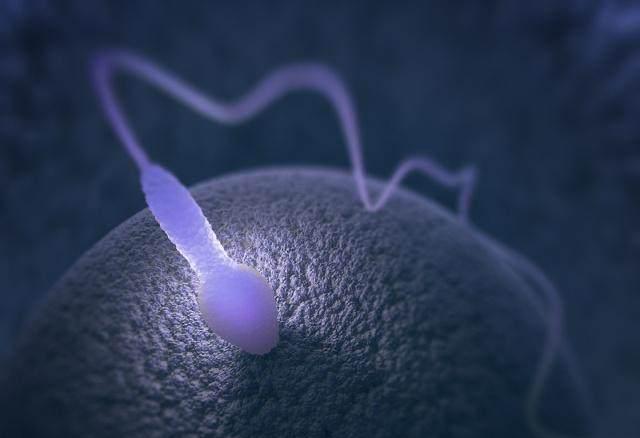 “精子”进入女人体内,没有“受精”去了哪里?或许多数人不知道