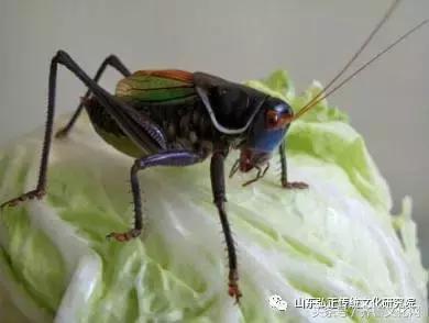 养蝈蝈好处与坏处,养蝈蝈要注意什么