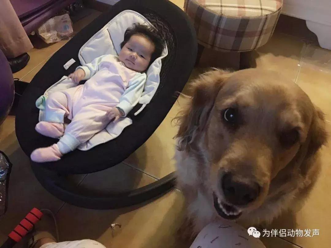 怀孕的时候你还会坚持养宠物吗,孕妇几个月就可以养宠物狗狗了