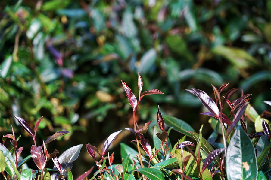 秀丽神奇的西双版纳完整版,云南西双版纳神奇的地方