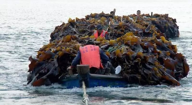 芝罘岛秦始皇,长岛最原始的岛