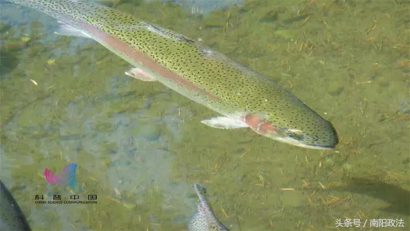 网传吃鱼能让人变聪明？终于找到提高智商的方法了……