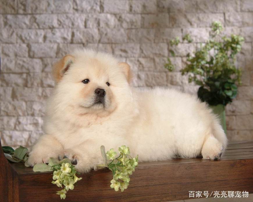 松狮幼犬吃什么比较好养活,松狮幼犬怎么喂养方法图解